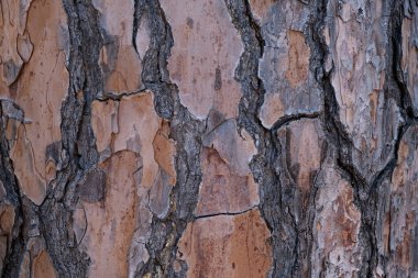 doğal kabuk dokusu çok güzel arka plan olarak