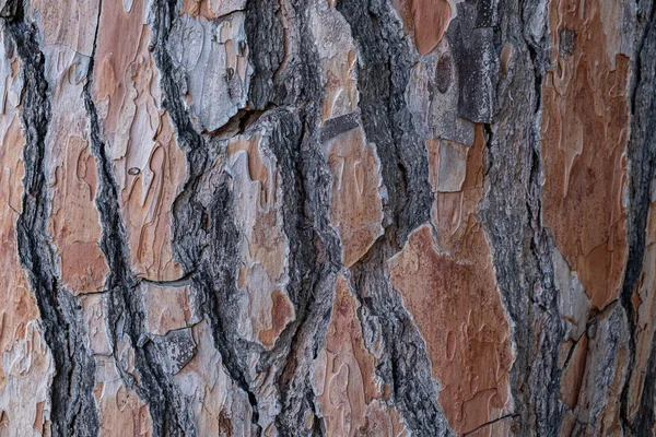 自然树皮纹理作为非常漂亮的背景 — 图库照片