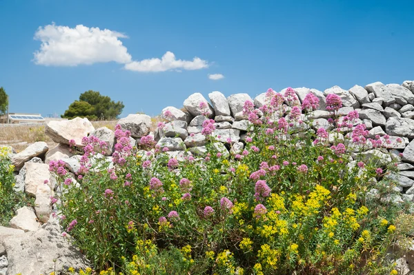 Dry stone wall — Stock Photo, Image