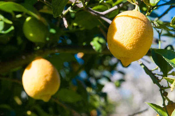 Citrons sur l'arbre — Photo