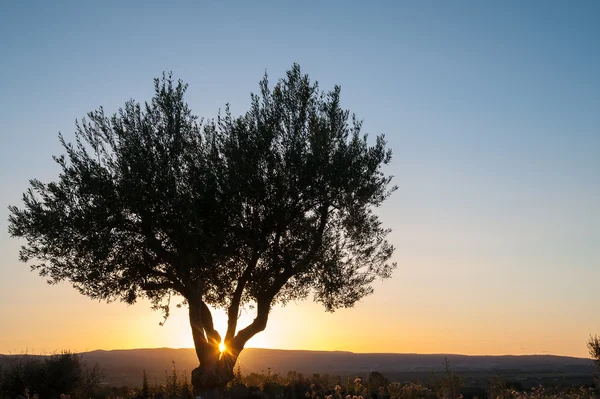 Lonely olive tree — Stock Photo, Image