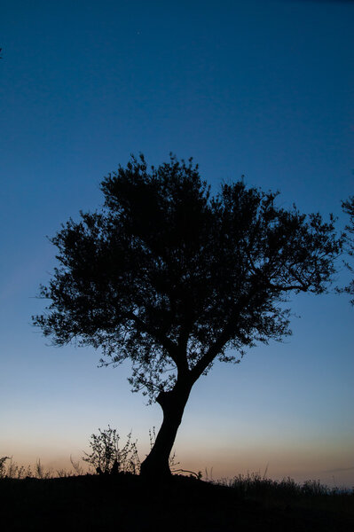 Olive tree at sunset against a blue sky