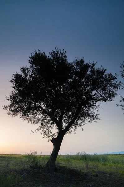 Olivo solitario — Foto de Stock