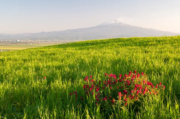 Landschaft Siziliens — Stockfoto