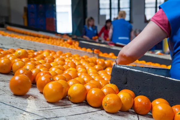 Sicily; citrus; cycle; factory; food; fruit; group; industrial; industry; italian; lemon; line; machine; machinery; mediterranean; orange; phase; process; processing; production; red; selection; separation; separator; sicilian; sorting; storage; stor