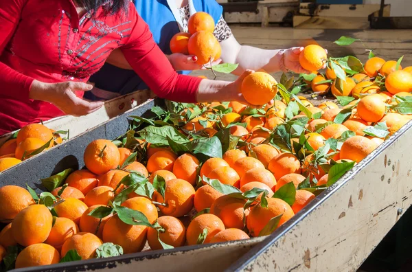 Orange fruit selection — Stock Photo, Image