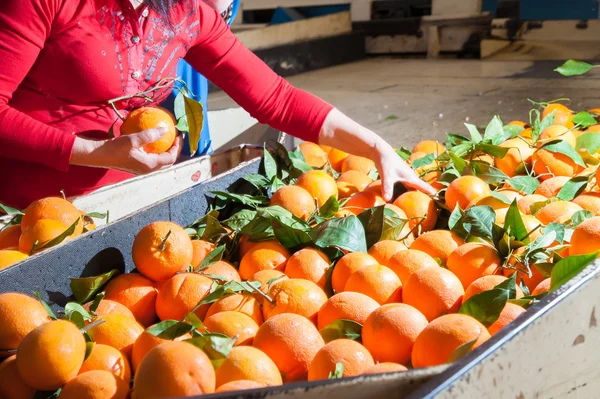 Orange fruit selection — Stock Photo, Image