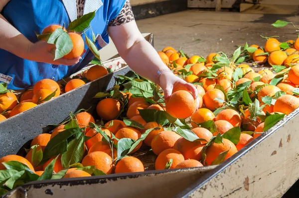 Orange fruit selection — Stock Photo, Image