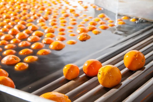 Le travail des fruits oranges — Photo