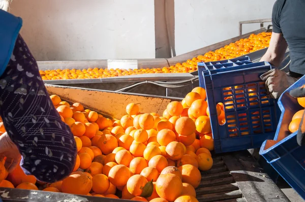 Bearbetning av orange frukter — Stockfoto