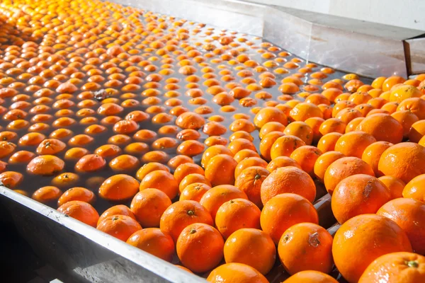 Die Verarbeitung von Orangenfrüchten — Stockfoto