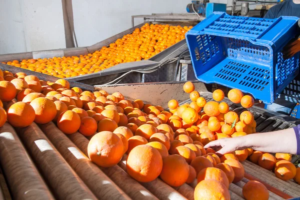 Bearbetning av orange frukter — Stockfoto