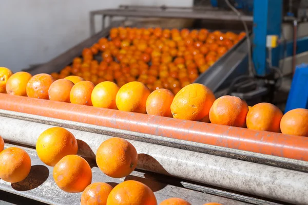 El trabajo de los frutos de naranja —  Fotos de Stock