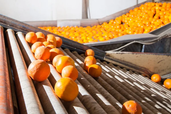 Bearbetning av orange frukter — Stockfoto