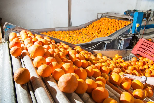 Работа апельсиновых плодов — стоковое фото