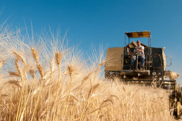 Temps de récolte du blé — Photo