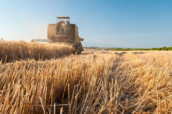 Temps de récolte du blé — Photo