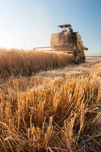 Čas sklizně pšenice — Stock fotografie