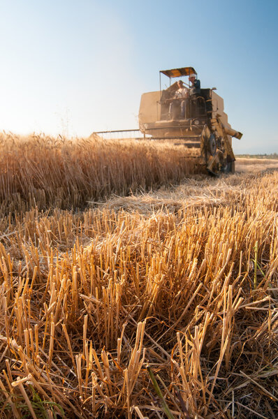 Wheat harvest time