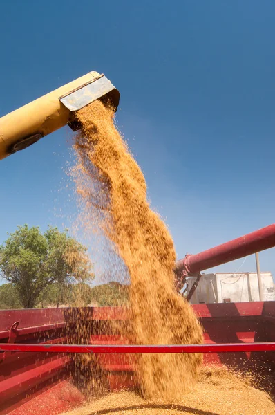 Tempo di raccolta del grano — Foto Stock