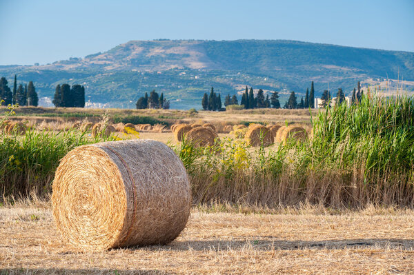 Круглые тюки
