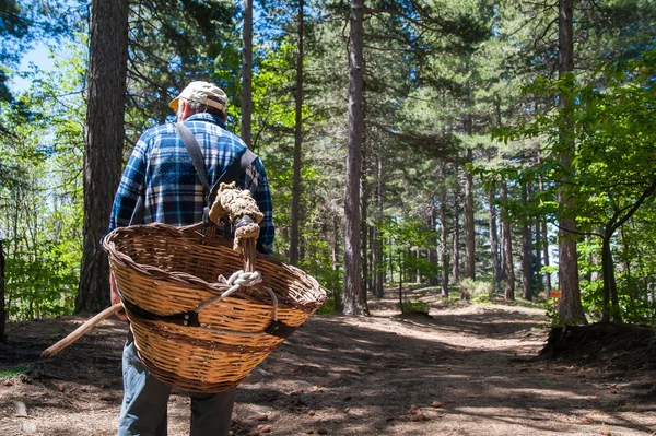 Walking mushroom finder