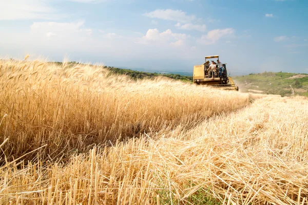 Tiempo de cosecha de trigo — Foto de Stock