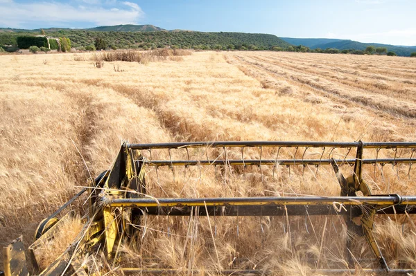 Tiempo de cosecha de trigo — Foto de Stock