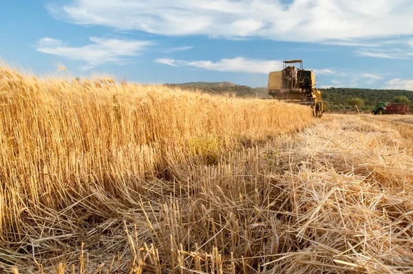 Tiempo de cosecha de trigo — Foto de Stock