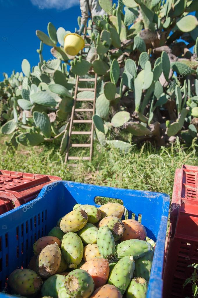 Prickly pears harvesting Stock Photo by ©siculodoc 117325654