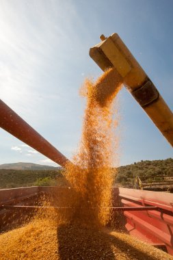 buğday hasat zamanı