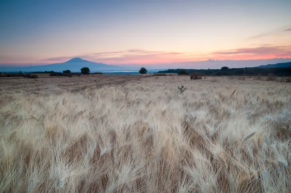 Campo de trigo al amanecer — Foto de Stock