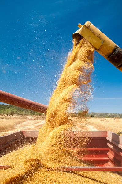 Wheat harvest time — Stock Photo, Image