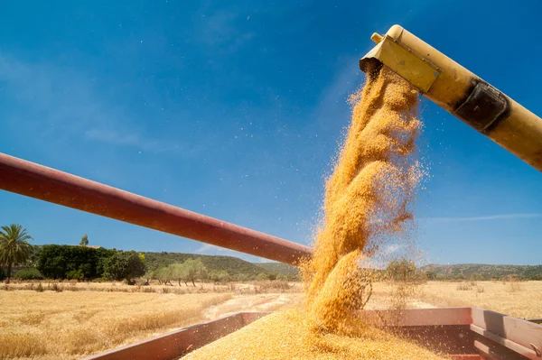 Tiempo de cosecha de trigo — Foto de Stock