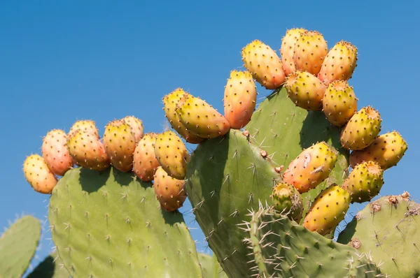 Planta de cactus y peras espinosas — Foto de Stock