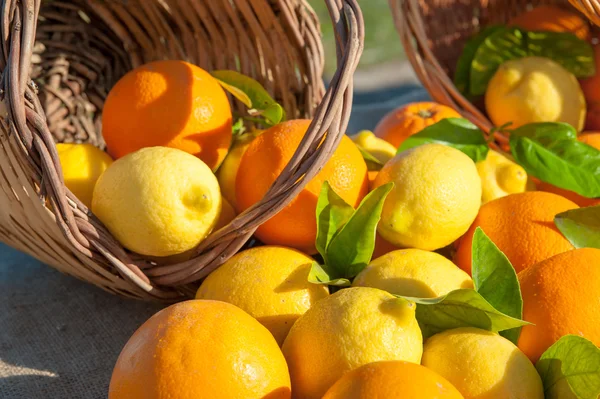 Oranges and lemons — Stock Photo, Image