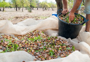 Almond harvest time clipart