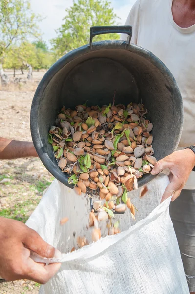 Badem hasat zamanı — Stok fotoğraf