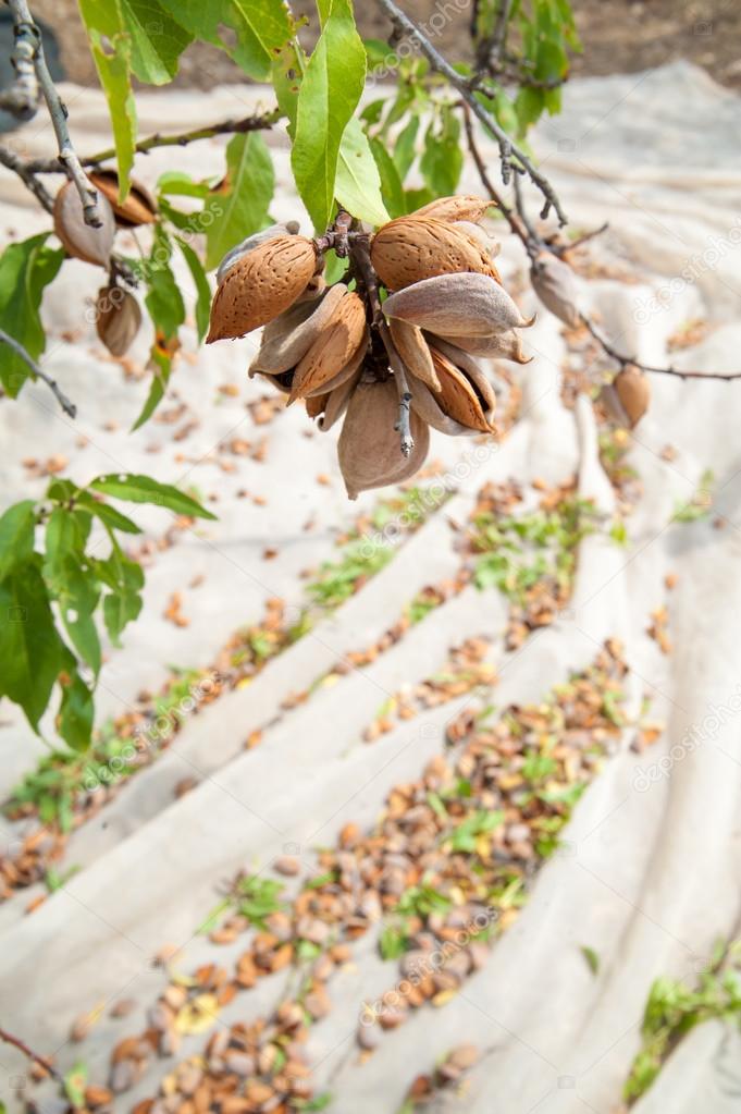 Almond harvest time