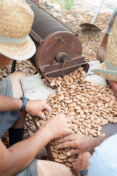 Almond harvest time