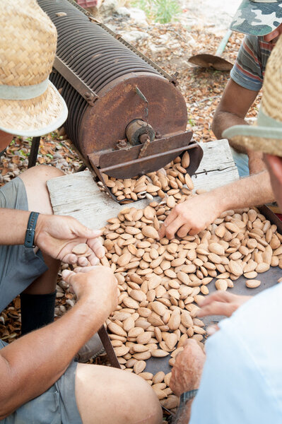 Almond harvest time