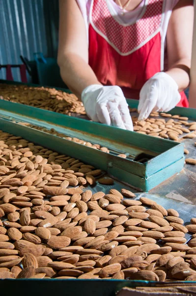 The working of almonds — Stock Photo, Image