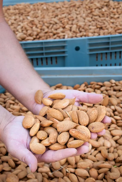 Tiempo de cosecha de almendras — Foto de Stock