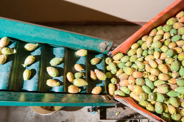 El trabajo de las peras espinosas — Foto de Stock