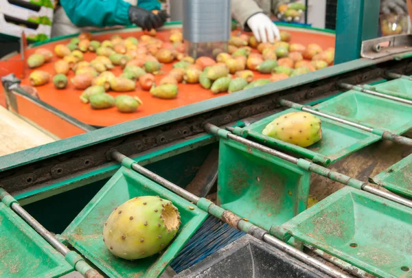 Hint inciri çalışma — Stok fotoğraf