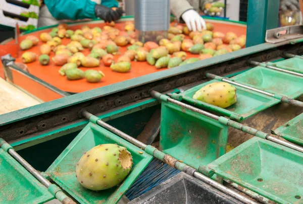 El trabajo de las peras espinosas — Foto de Stock