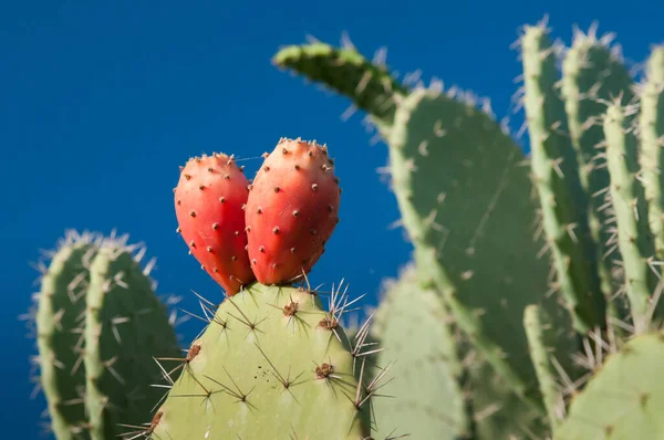 Red prickly pears on plant against a blue sky