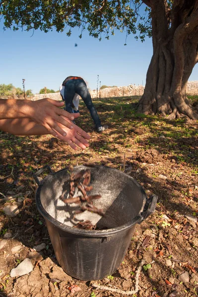 Carob Plukkers Aan Het Werk Provincie Ragusa Sicilië — Stockfoto