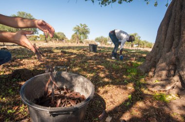 13 Eylül 2019 'da Ragusa, Sicilya' da keçiboynuz toplayıcıları iş başında.