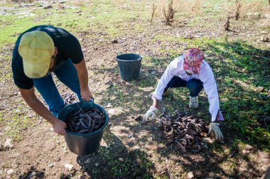 Ragusa, Sicilya 'da keçiboynuzu toplayıcıları iş başında.